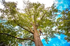 Reliable Hawkins, TX Tree Services Solutions